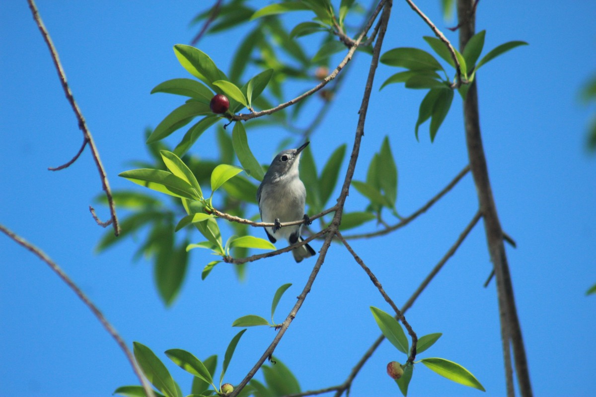 Blue-gray Gnatcatcher - ML642885091
