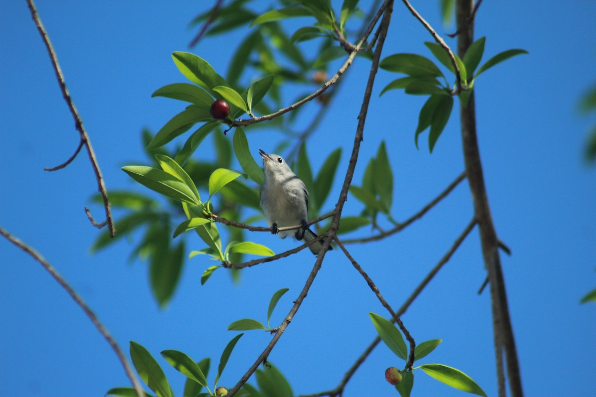 Blue-gray Gnatcatcher - ML642885092