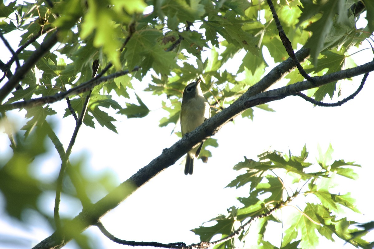 Blue-headed Vireo - ML642885093