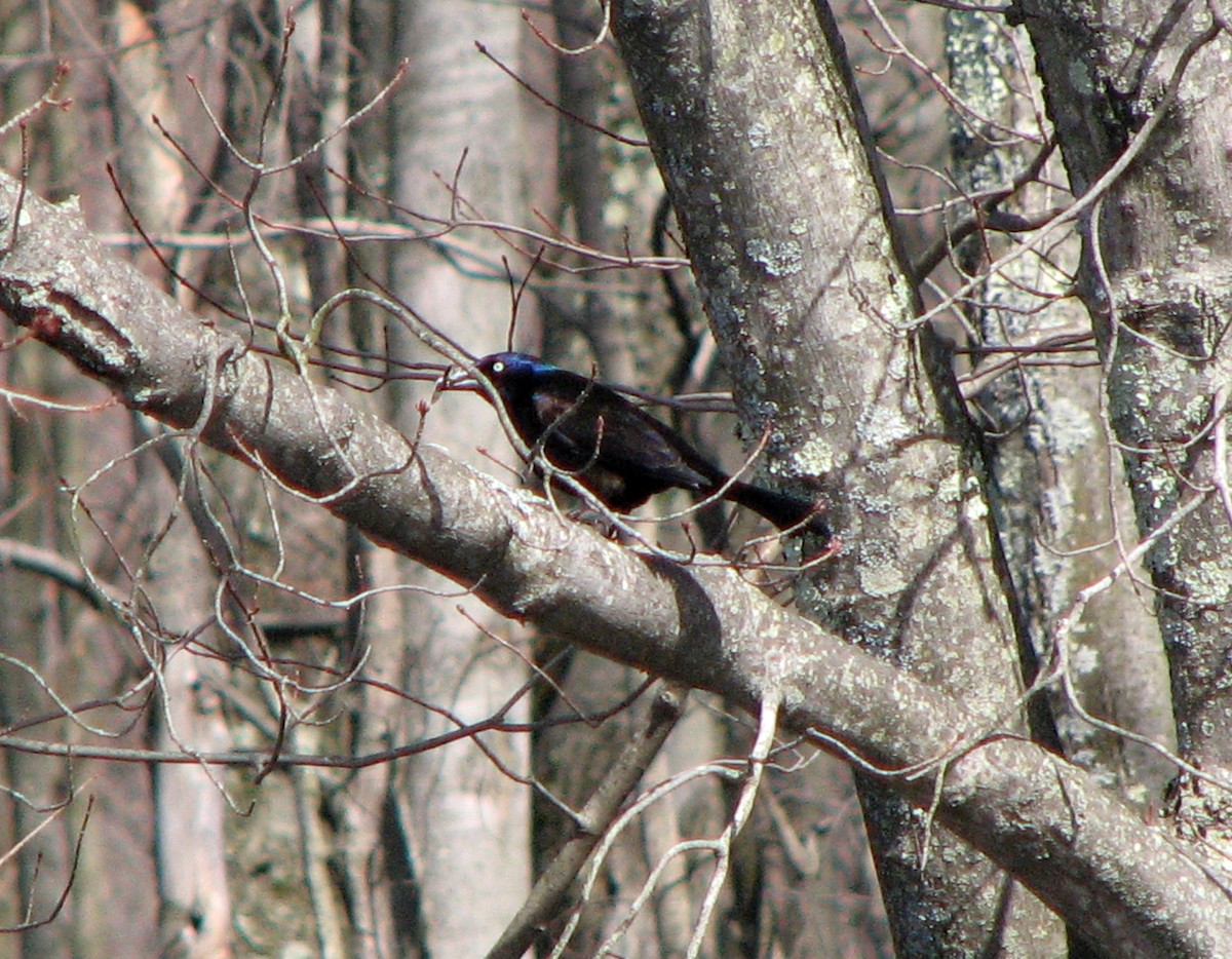 Common Grackle - ML642885107