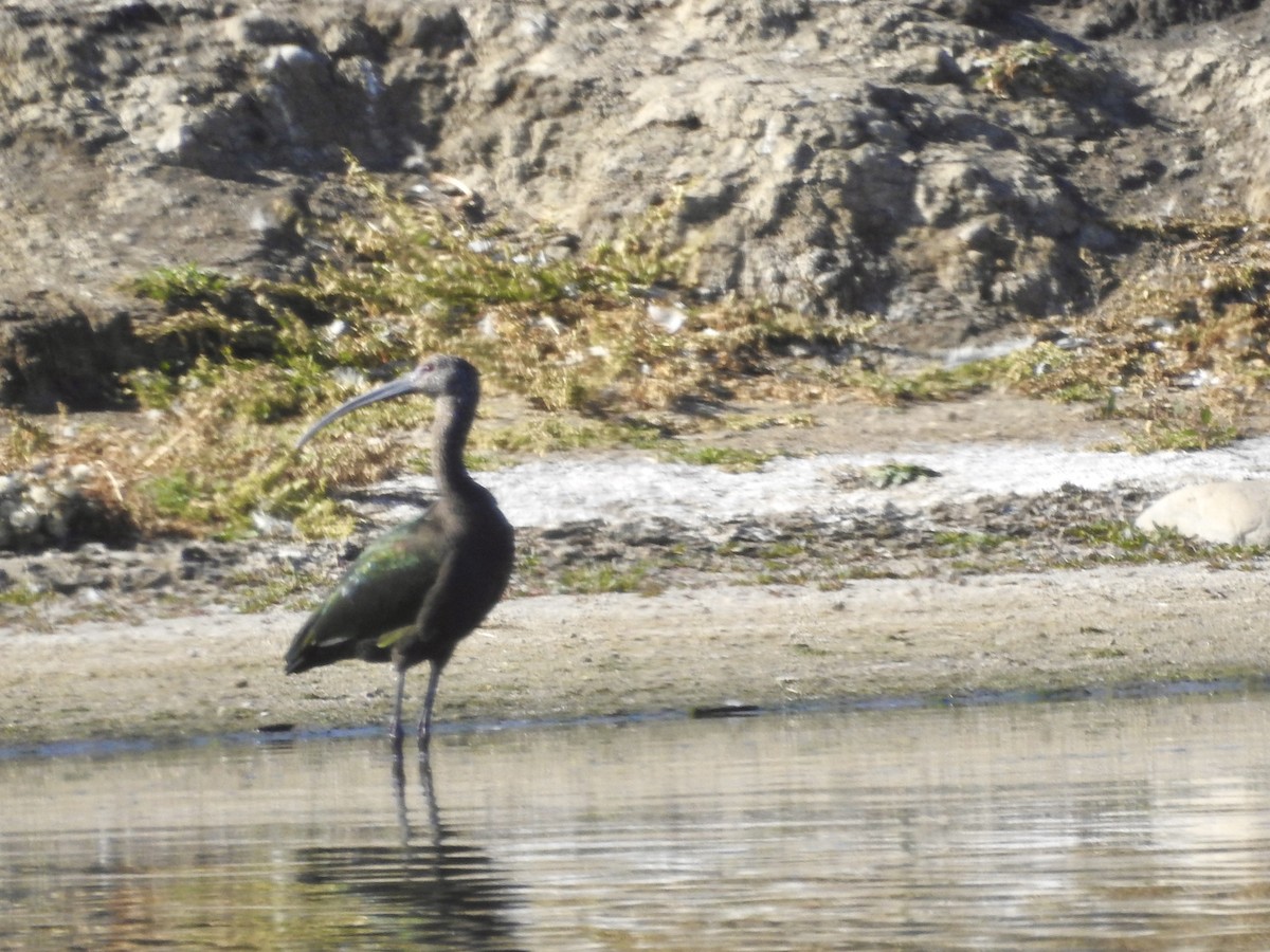 White-faced Ibis - ML642885113