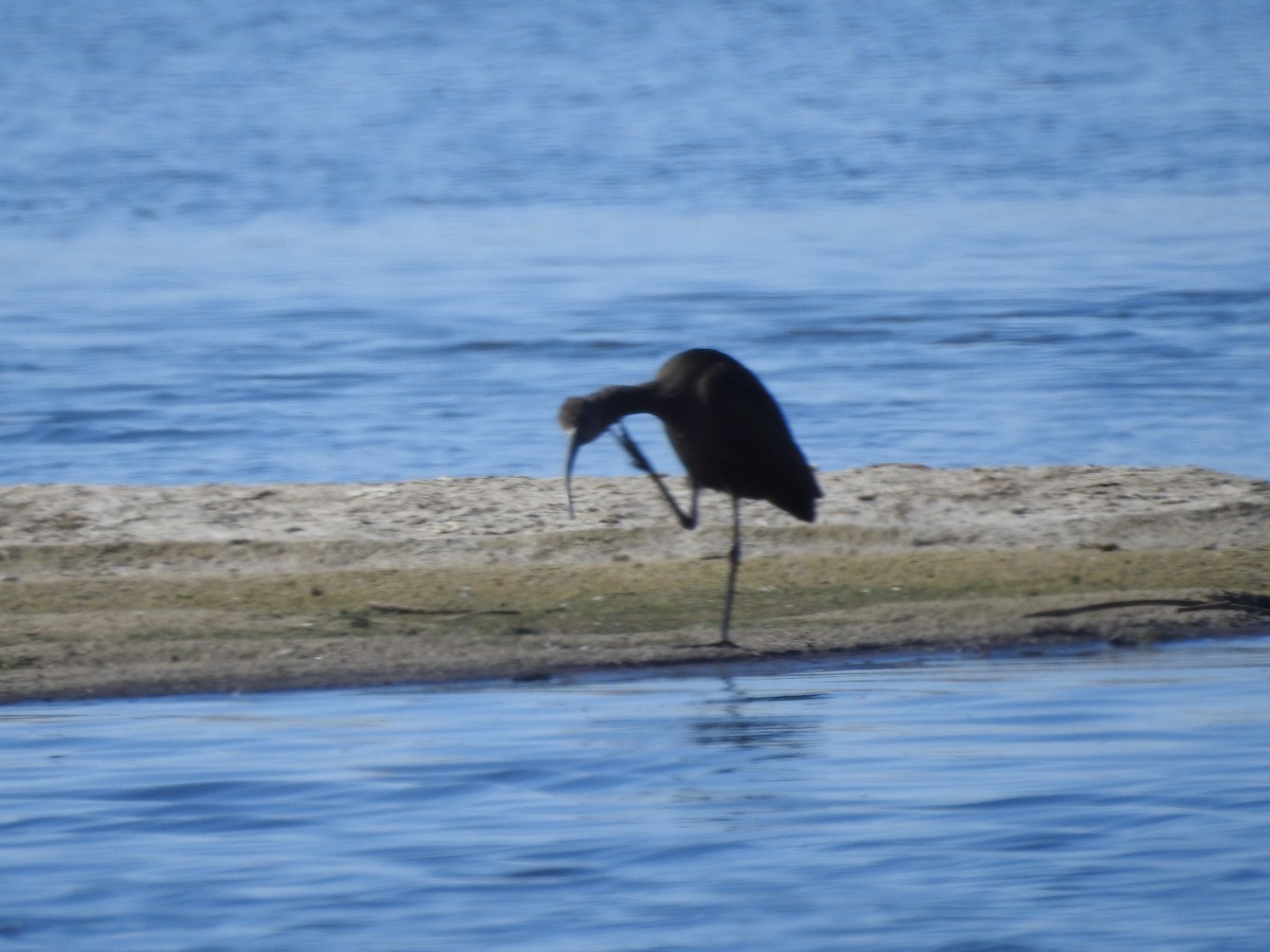 White-faced Ibis - ML642885114