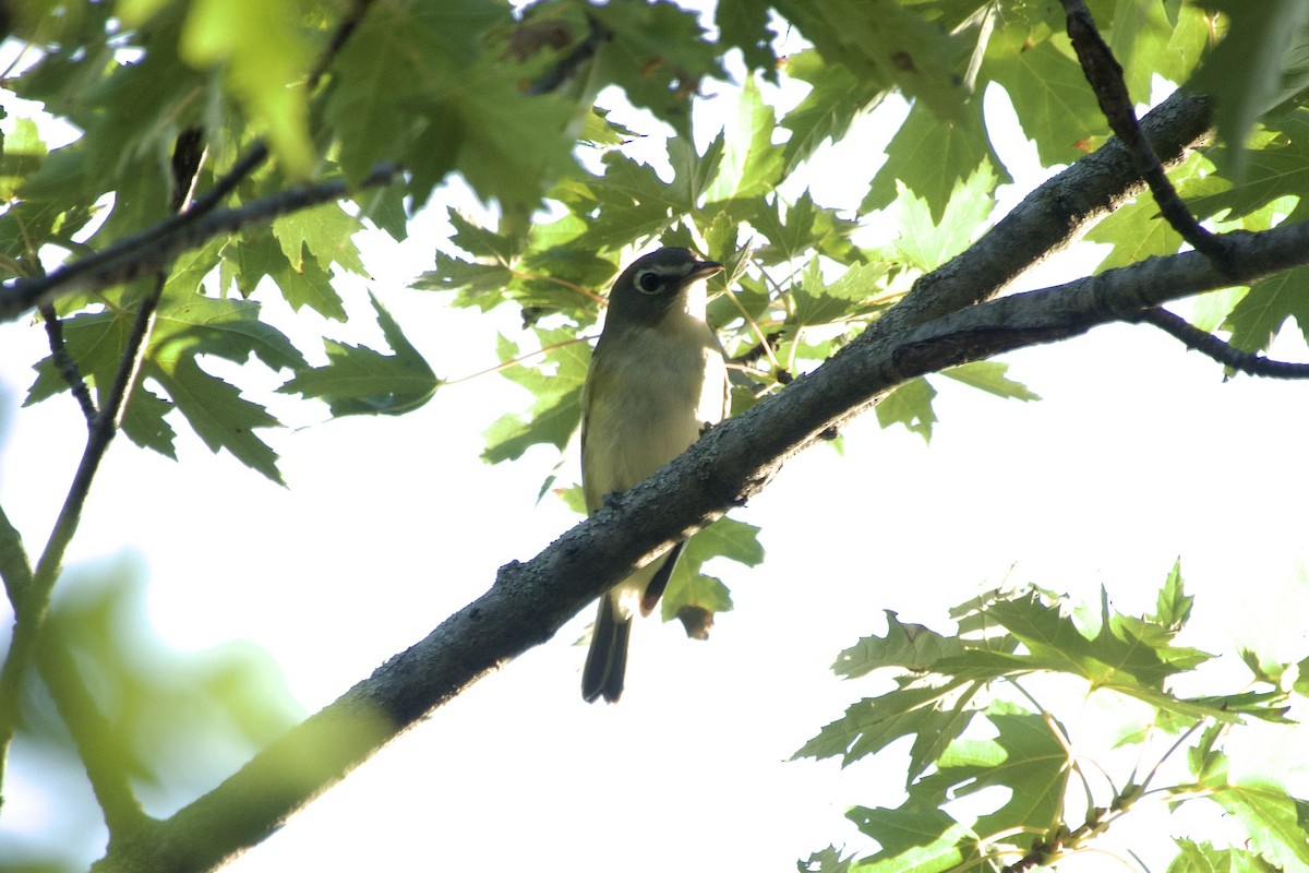 Blue-headed Vireo - ML642885119