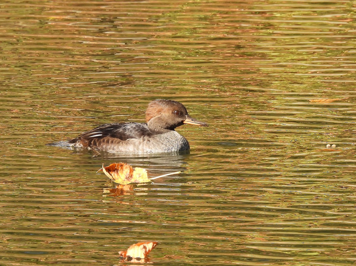 Hooded Merganser - ML642885120