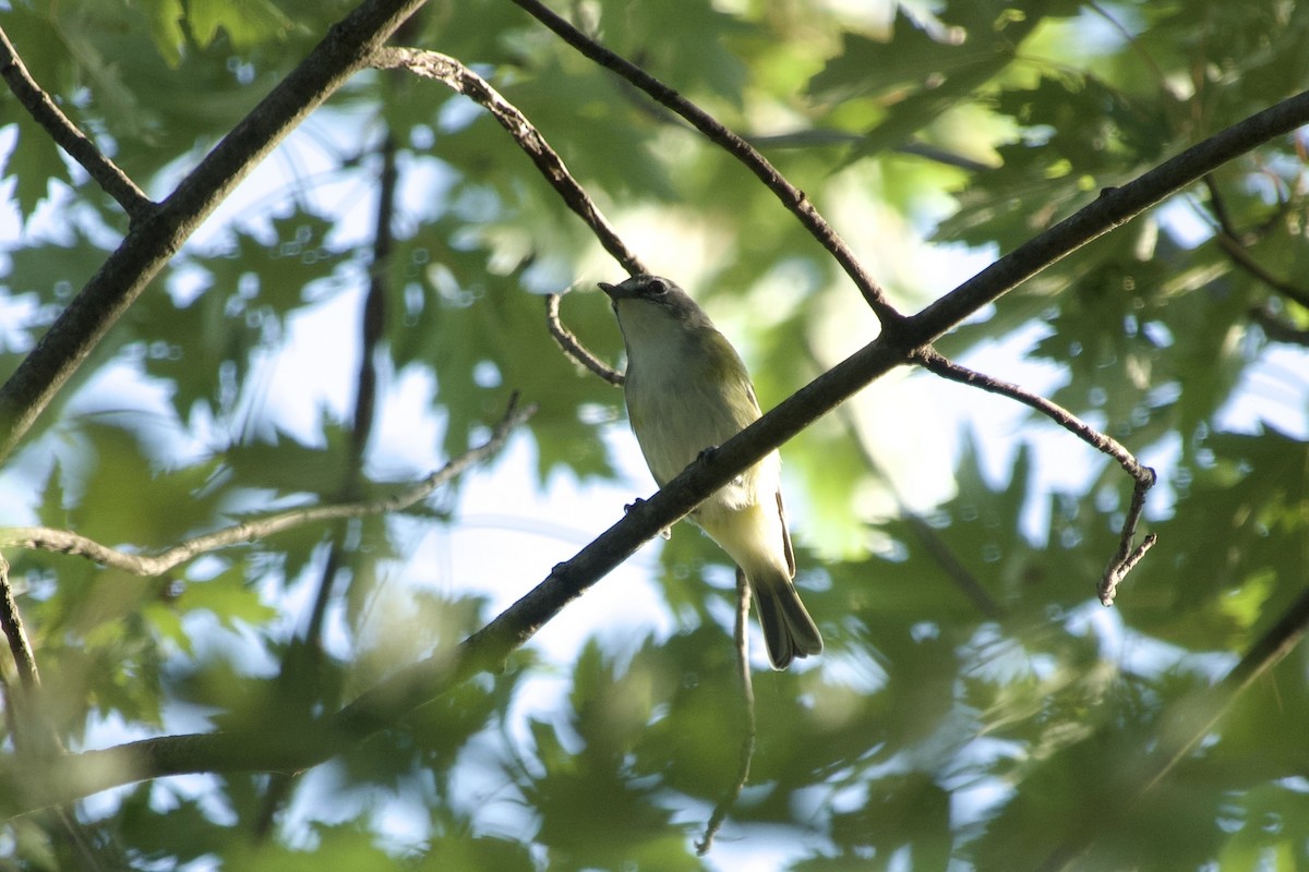 Vireo Solitario - ML642885132