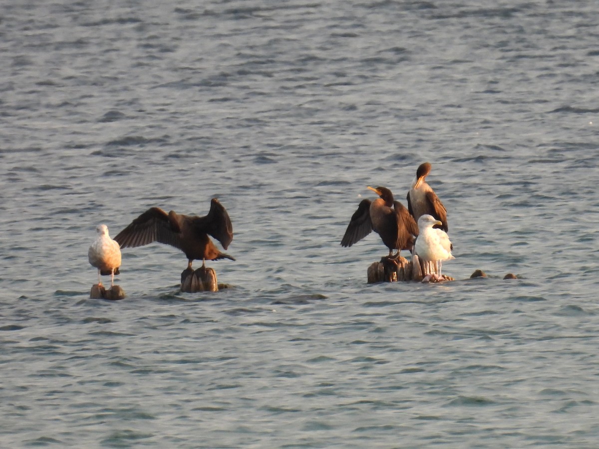 Cormorán Orejudo - ML642885148