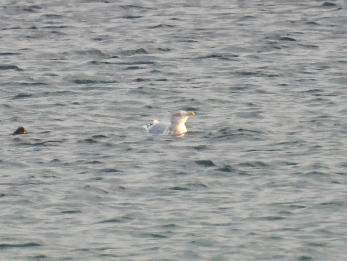 Gaviota Argéntea Americana - ML642885157