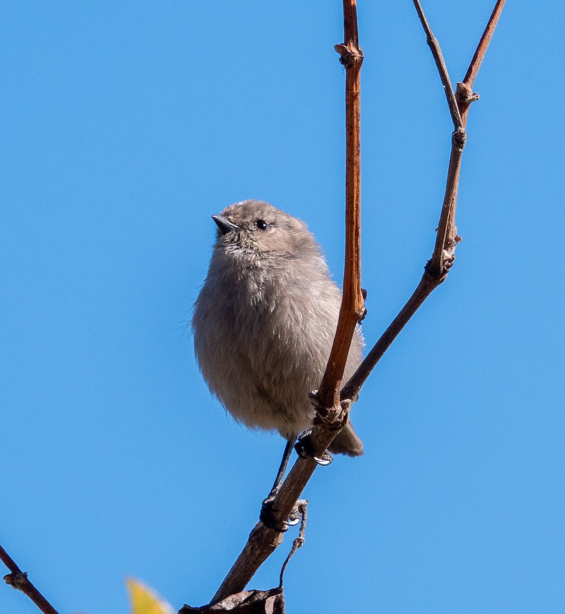 krattmeis - ML642885176