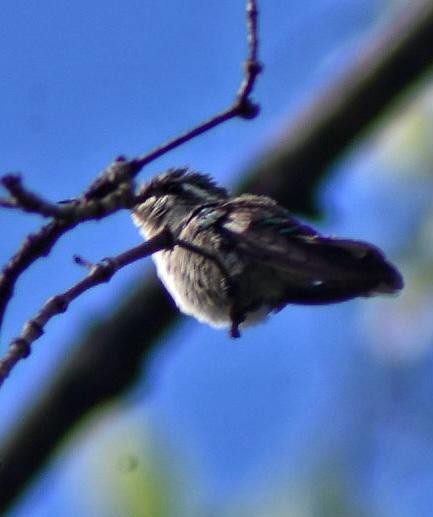 Ruby-throated Hummingbird - ML642885178