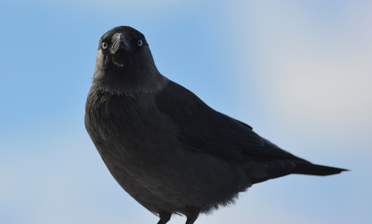 Eurasian Jackdaw - ML642885179