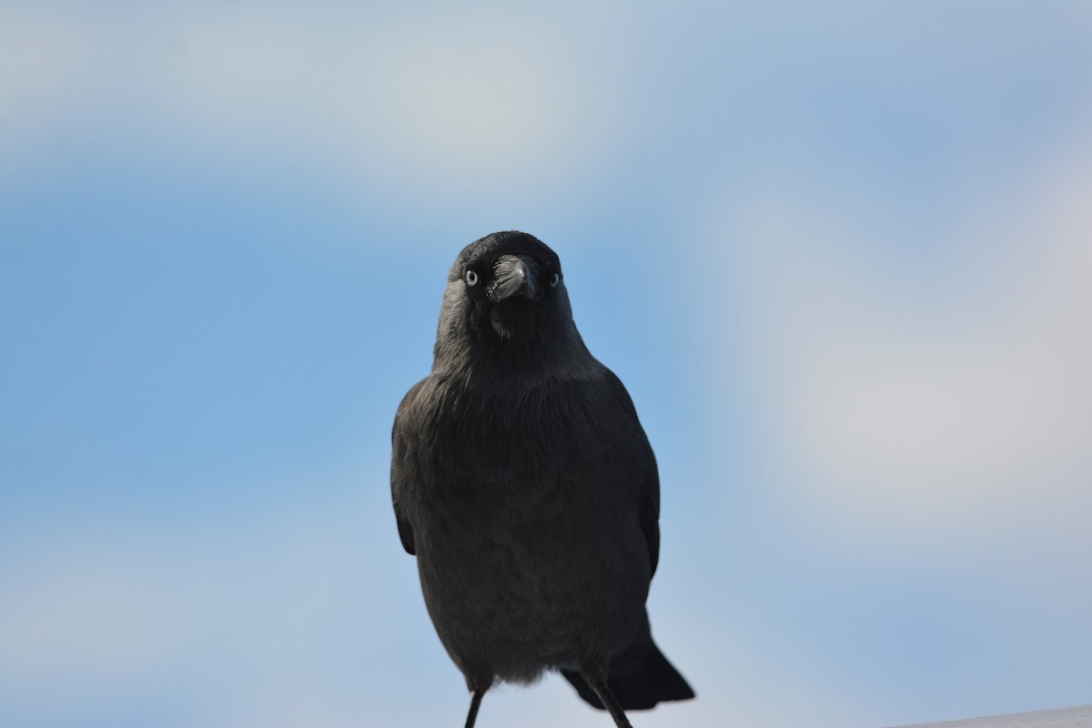 Eurasian Jackdaw - ML642885180