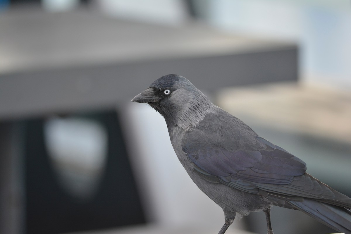 Eurasian Jackdaw - ML642885181