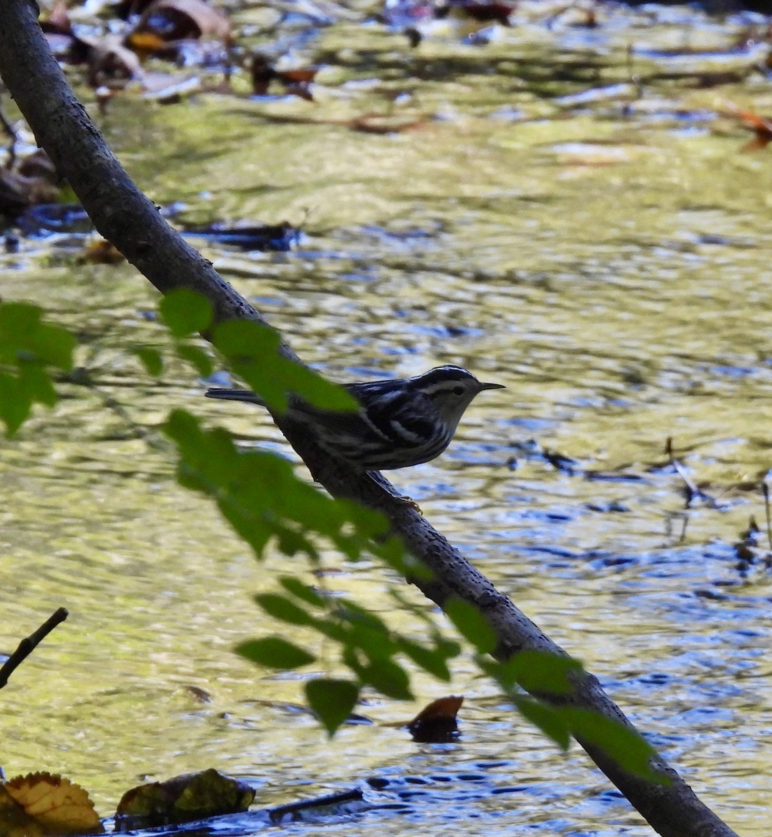 Black-and-white Warbler - ML642885188