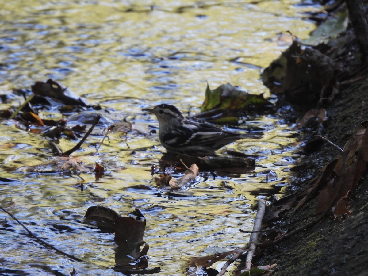 Black-and-white Warbler - ML642885189