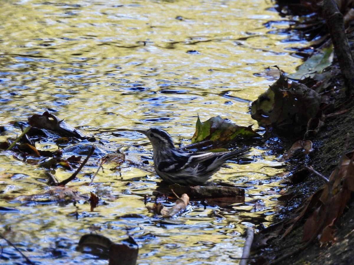Black-and-white Warbler - ML642885190
