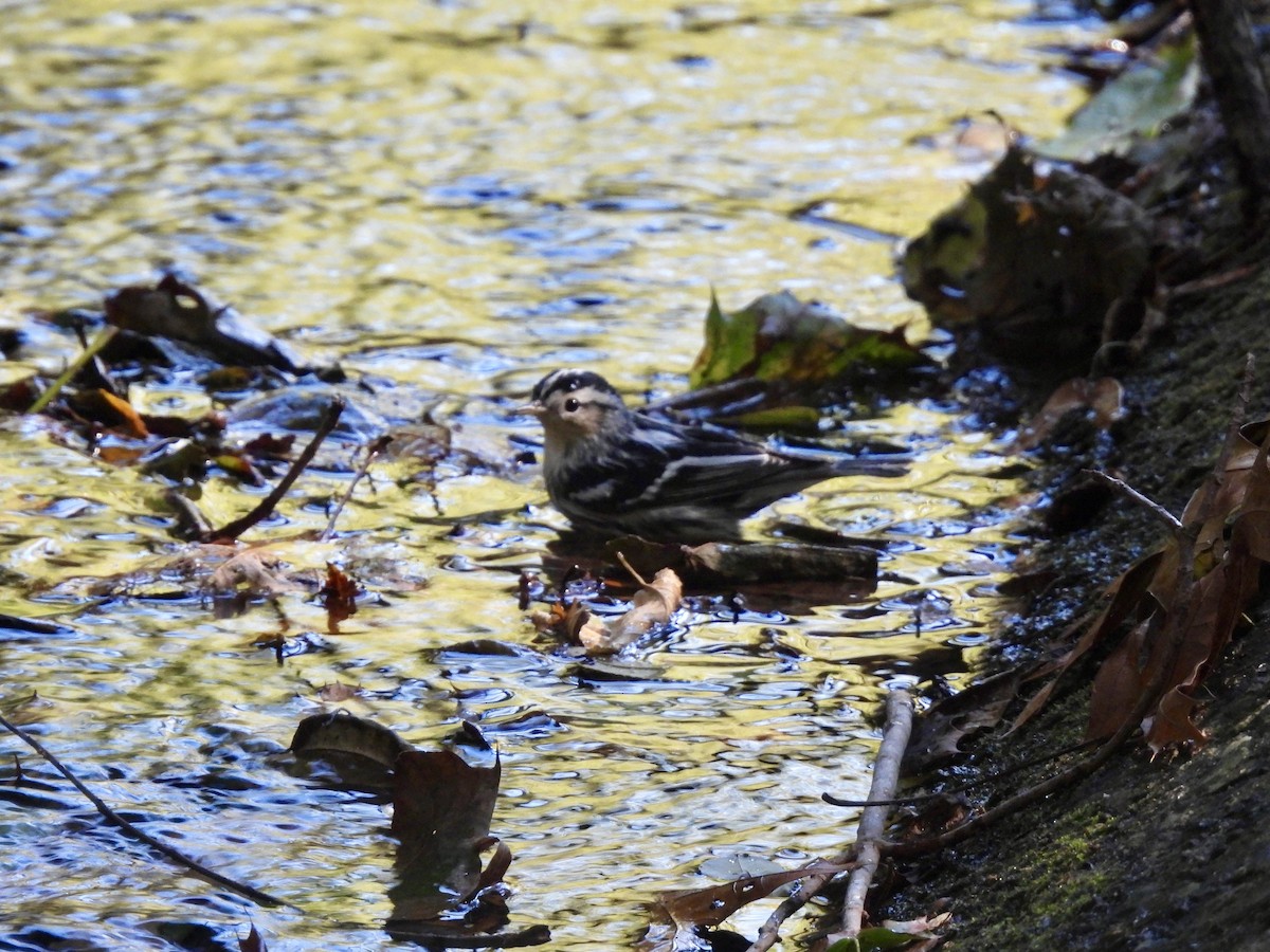 Black-and-white Warbler - ML642885191