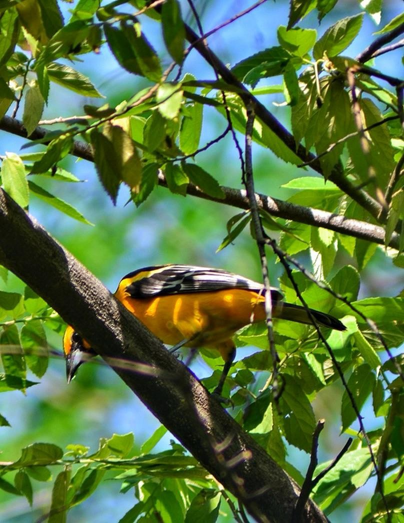Altamira Oriole - ML642885196