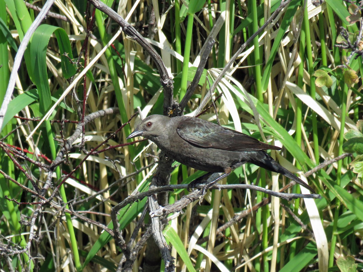 Brewer's Blackbird - ML642885224