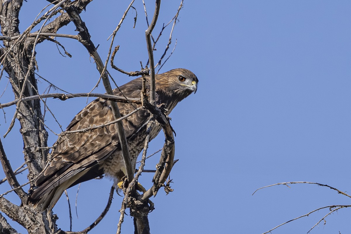 Red-tailed Hawk - ML642885230