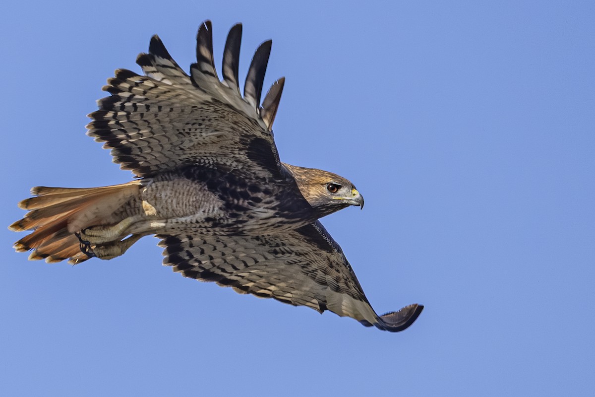 Red-tailed Hawk - ML642885234
