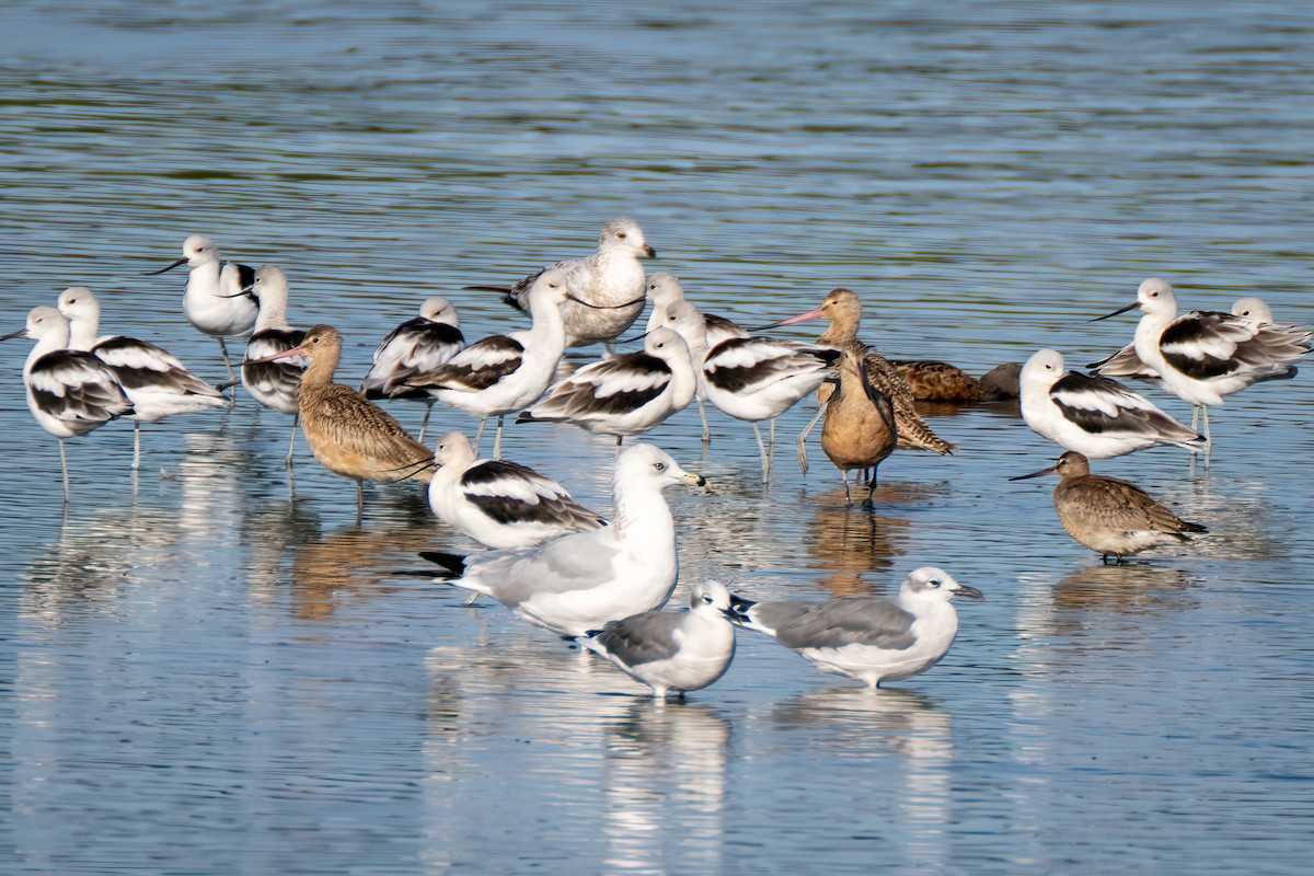 Hudsonian Godwit - ML642885238
