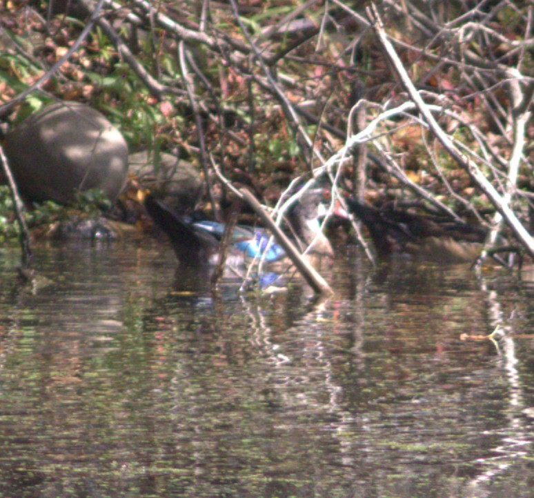 Wood Duck - ML642885264