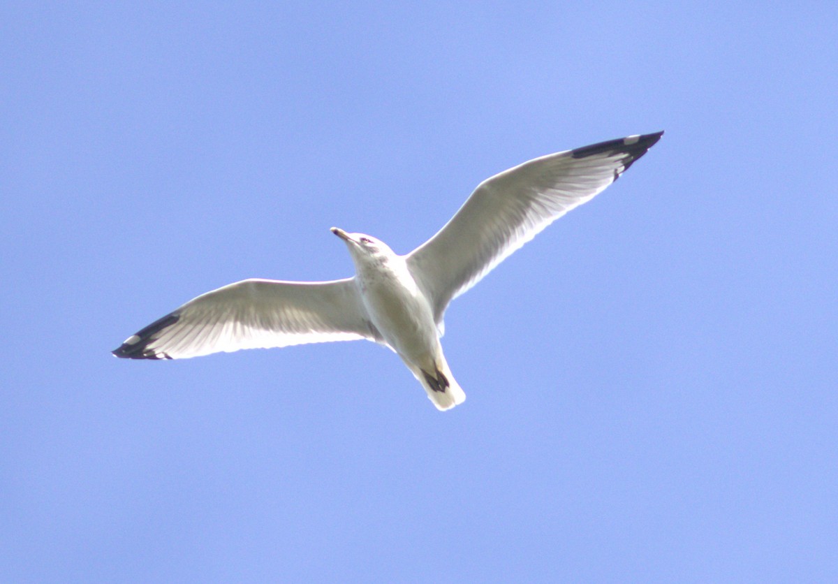 Ring-billed Gull - ML642885268