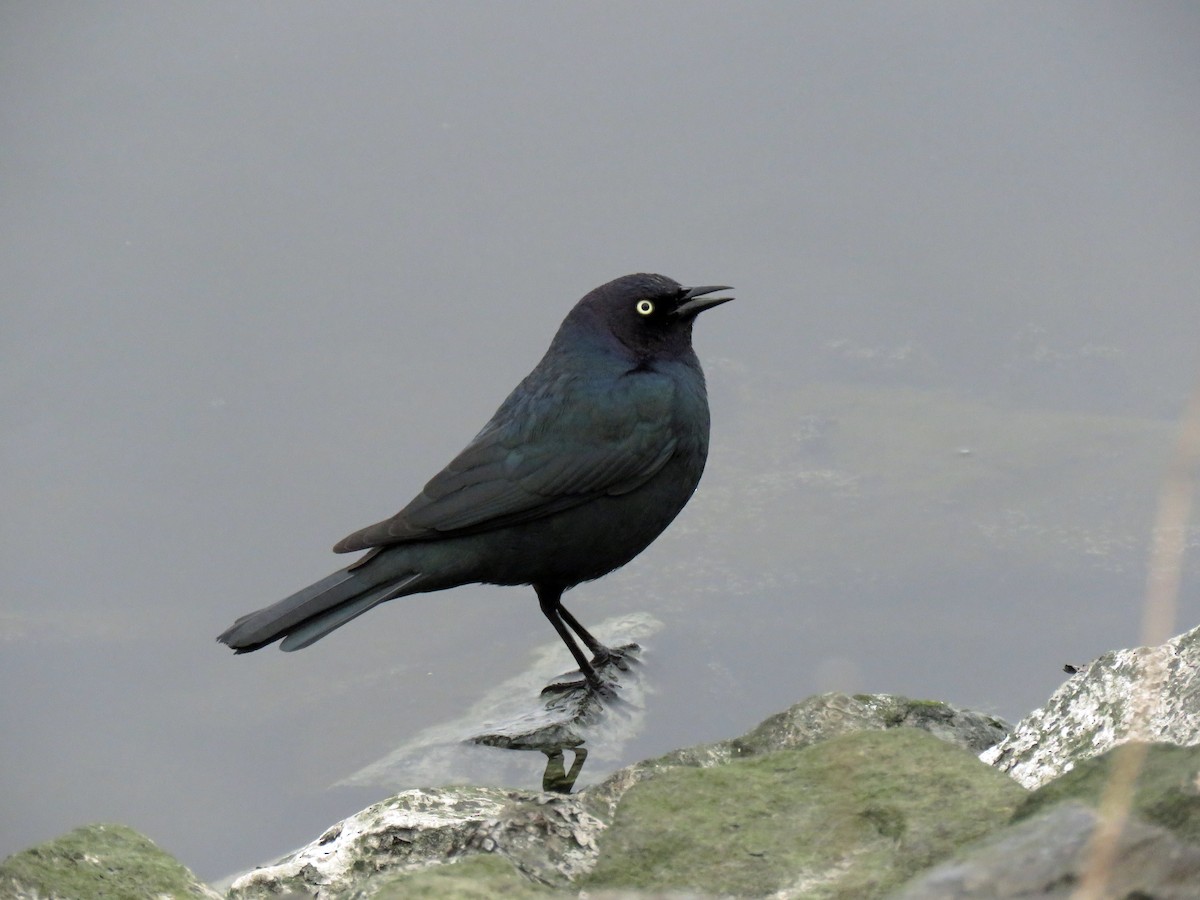 Brewer's Blackbird - ML642885276