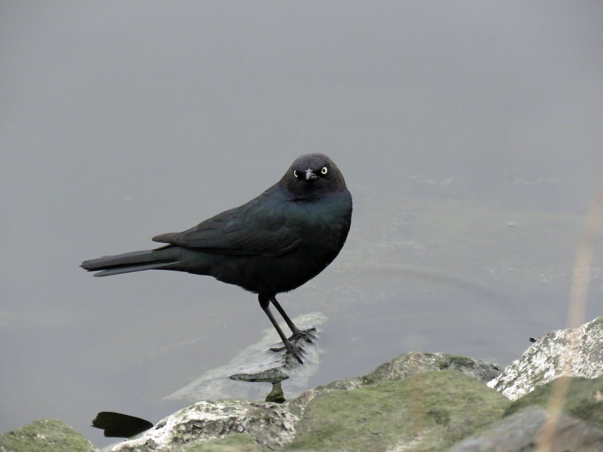 Brewer's Blackbird - ML642885277
