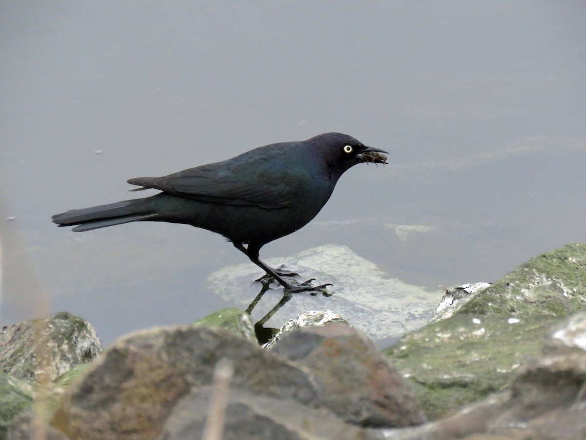 Brewer's Blackbird - ML642885278