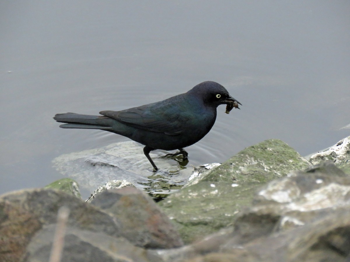Brewer's Blackbird - ML642885280