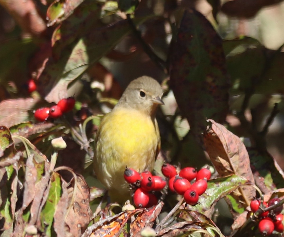 Nashville Warbler - ML642885306