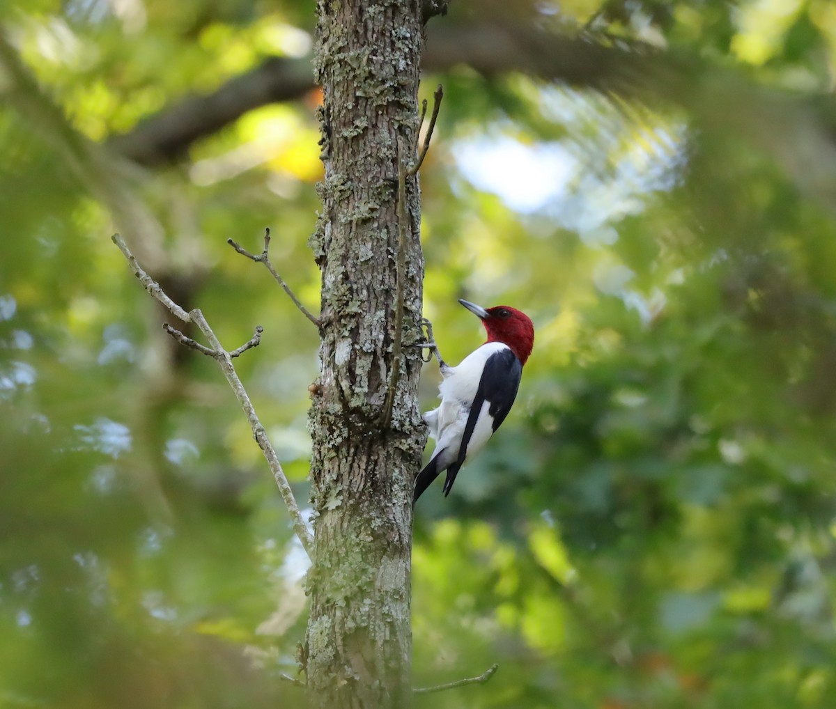 Red-headed Woodpecker - ML642885307