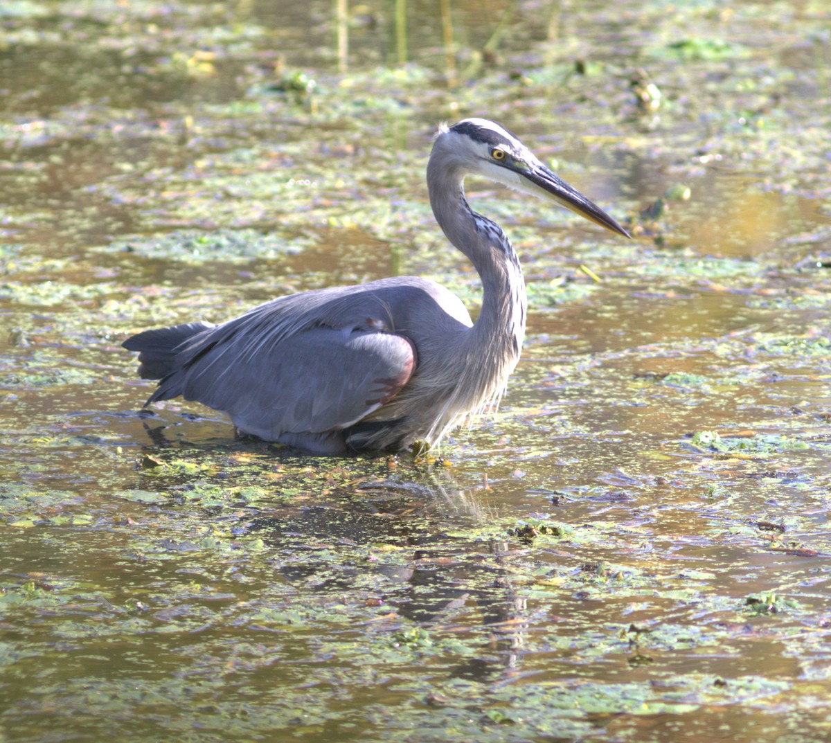 Great Blue Heron - ML642885310