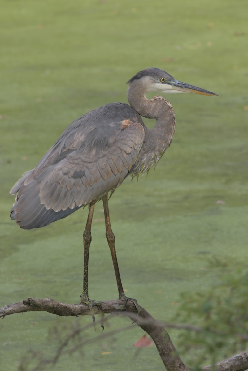 Great Blue Heron - ML642885311