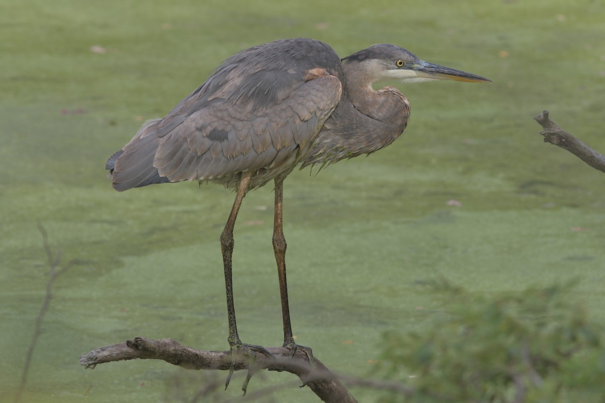 Great Blue Heron - ML642885313