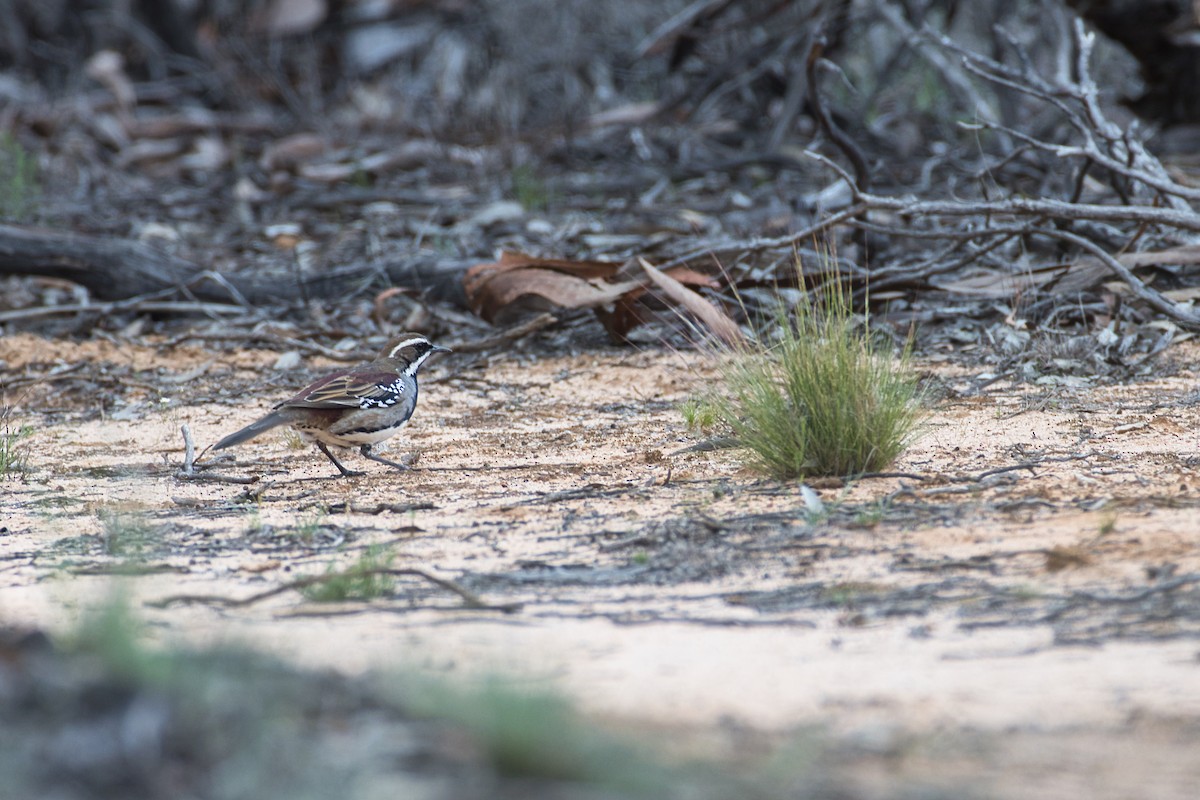 Chestnut Quail-thrush - ML642885321