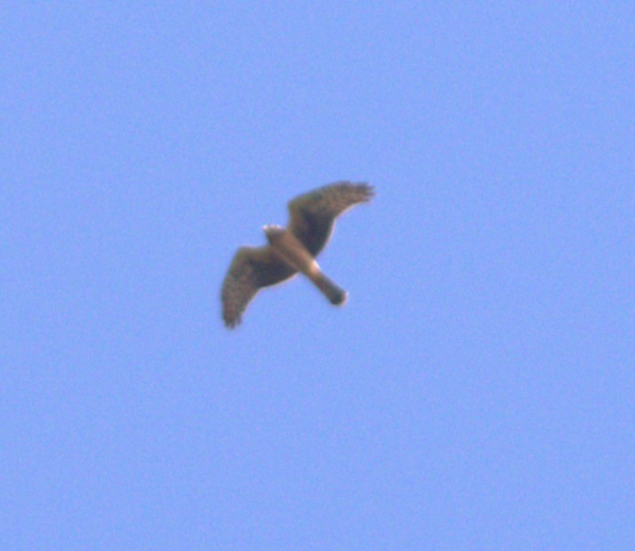 Northern Harrier - ML642885323