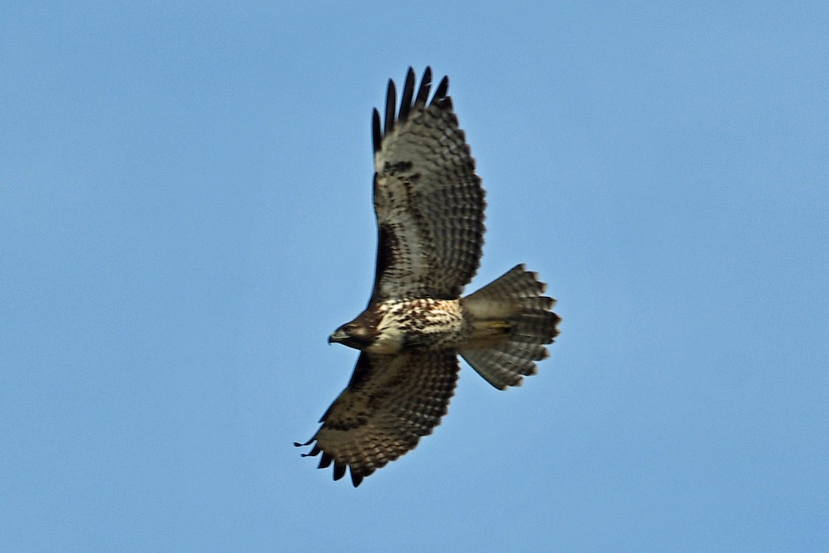 Red-tailed Hawk - ML642885337