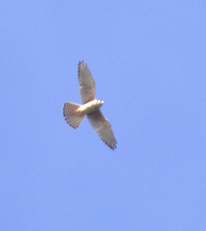 American Kestrel - ML642885338