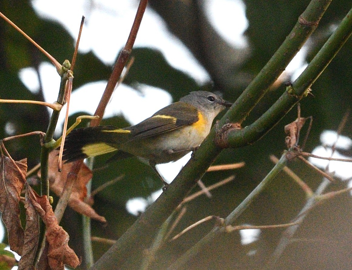 American Redstart - ML642885342