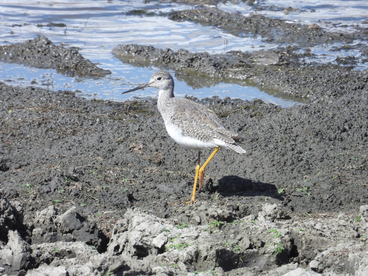plystresnipe - ML642885343
