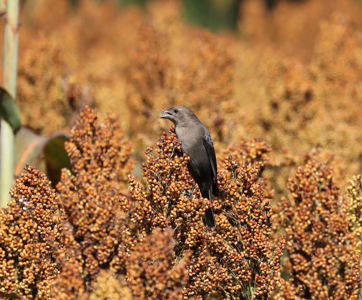 Brown-headed Cowbird - ML642885344