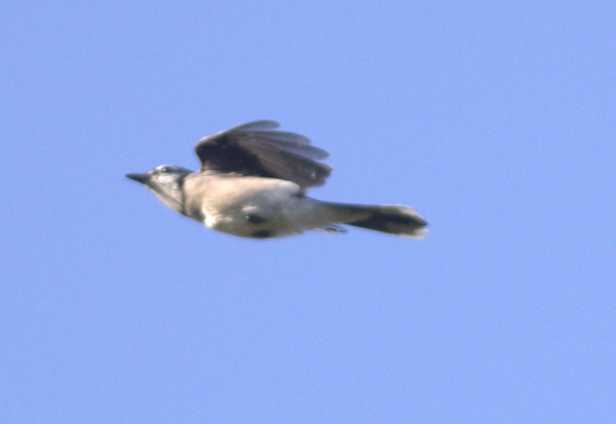 Blue Jay - ML642885349