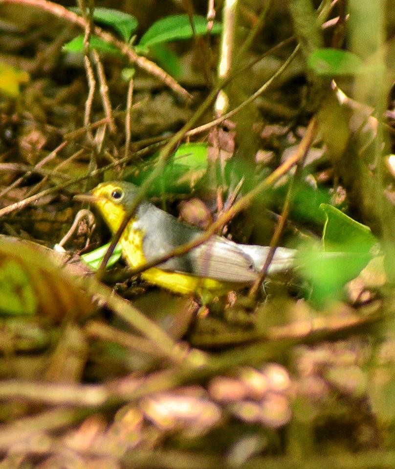 Canada Warbler - ML642885360