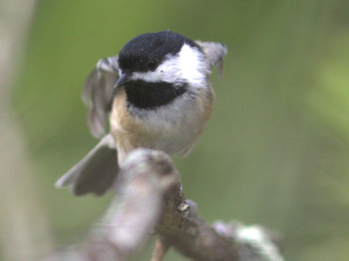 Black-capped Chickadee - ML642885361