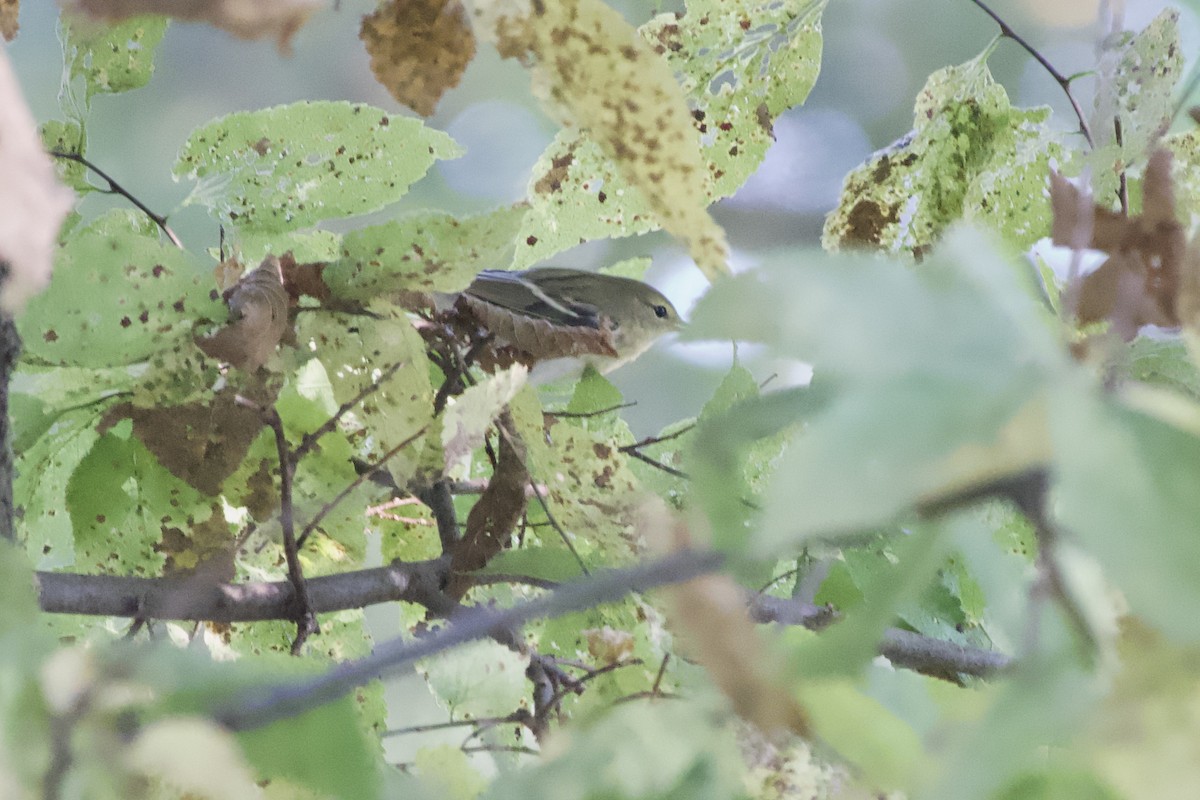 Bay-breasted Warbler - ML642885365