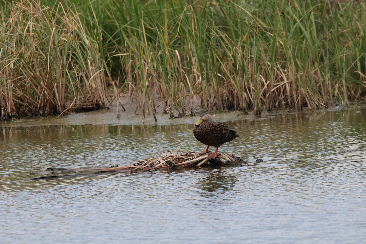 Mottled Duck - ML642885380