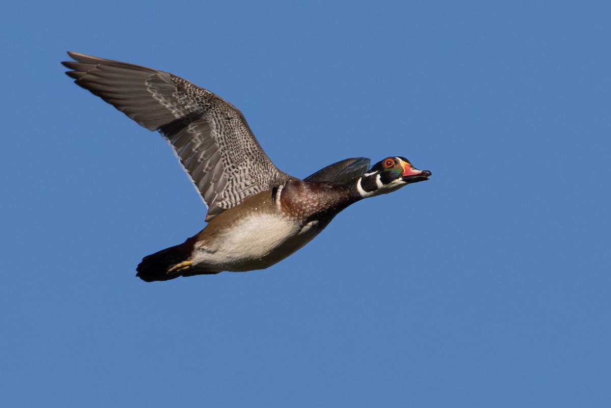 Wood Duck - ML642885384