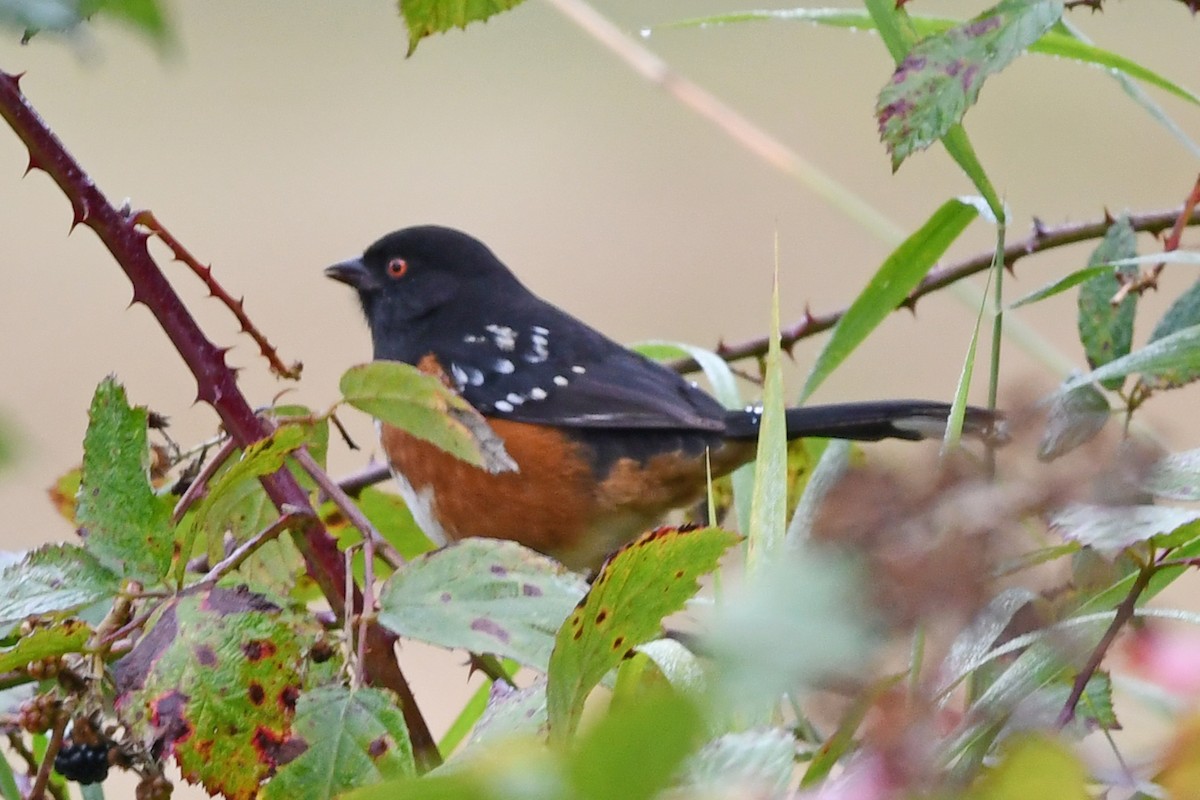 Spotted Towhee - ML642885387